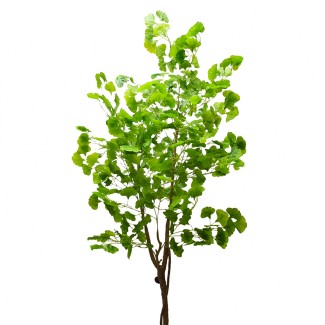 Copac artificial, Ginkgo Biloba fara ghiveci D3056, verde, 210 cm Copac artificial, Ginkgo Biloba fara ghiveci D3056, verde, 210 cm