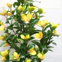 Copac artificial, Camelie fara ghiveci D3068, galben, 180 cm