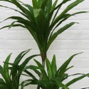 Planta artificiala, Dracaena fara ghiveci, D4261, 140cm, verde Planta artificiala, Dracaena fara ghiveci, D4261, 140cm, verde