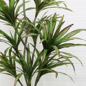 Planta artificiala, Dracaena fara ghiveci, D4277, 204cm, verde/rosu Planta artificiala, Dracaena fara ghiveci, D4277, 204cm, verde/rosu
