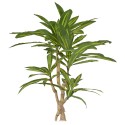 Planta artificiala, Dracaena fara ghiveci, Naimeed D5602, 120x85 cm, Verde/Galben Planta artificiala, Dracaena fara ghiveci, Naimeed D5602, 120x85 cm, Verde/Galben