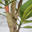 Planta artificiala, Dracaena fara ghiveci, Naimeed D5602, 120x85 cm, Verde/Galben Planta artificiala, Dracaena fara ghiveci, Naimeed D5602, 120x85 cm, Verde/Galben