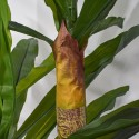 Copac artificial, Dracaena fara ghiveci, Naimeed D5612, 166x100 cm, Verde Copac artificial, Dracaena fara ghiveci, Naimeed D5612, 166x100 cm, Verde