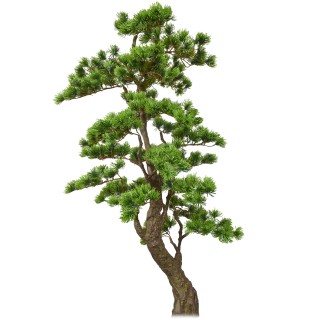 Copac artificial, Bonsai Pin fara ghiveci, Naimeed D5646, 163x80 cm, Verde Copac artificial, Bonsai Pin fara ghiveci, Naimeed D5646, 163x80 cm, Verde