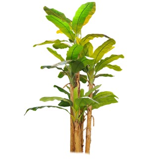 Copac artificial, Banan Musa fara ghiveci, Naimeed D5649, 305x120 cm, Verde Copac artificial, Banan Musa fara ghiveci, Naimeed D5649, 305x120 cm, Verde