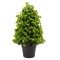 Planta artificiala, tip Podocarpus , cu ghiveci, Naimeed D6939, 31x10 cm, Verde