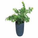 Ghiveci ecologic, Eco-friendly, Naimeed D6344, Mare, din materiale minerale, Gri, 75X43x43cm Ghiveci ecologic, Eco-friendly, Naimeed D6344, Mare, din materiale minerale, Gri, 75X43x43cm