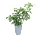Ghiveci ecologic, Eco-friendly, Naimeed D6364, Mic, din materiale minerale, Alb, 39x24x24cm Ghiveci ecologic, Eco-friendly, Naimeed D6364, Mic, din materiale minerale, Alb, 39x24x24cm