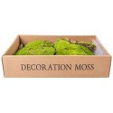 Muschi Premium naturali, stabilizati, Naimeed D6557, pentru decoratiuni hand made, biodegradabili