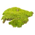 Muschi Premium naturali, stabilizati, Naimeed D6557, pentru decoratiuni hand made, biodegradabili