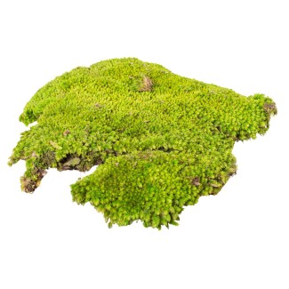 Muschi Premium naturali, stabilizati, Naimeed D6557, pentru decoratiuni hand made, biodegradabili