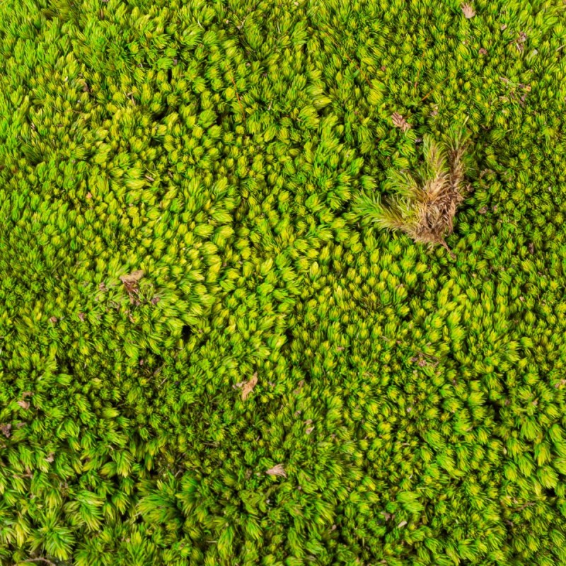 Muschi Premium naturali, stabilizati, Naimeed D6557, pentru decoratiuni hand made, biodegradabili