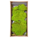 Muschi Premium naturali, stabilizati, Naimeed D6557, pentru decoratiuni hand made, biodegradabili, 500g Muschi Premium naturali, stabilizati, Naimeed D6557, pentru decoratiuni hand made, biodegradabili