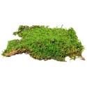 Muschi Premium naturali, stabilizati, Naimeed D6558, pentru decoratiuni hand made, biodegradabili