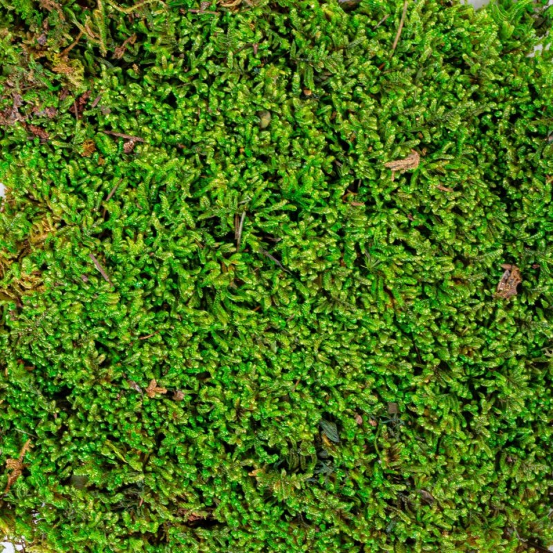 Muschi Premium naturali, stabilizati, Naimeed D6558, pentru decoratiuni hand made, biodegradabili