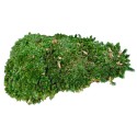 Muschi Premium naturali, stabilizati, Naimeed D6559, pentru decoratiuni hand made, biodegradabili