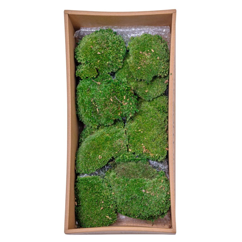 Muschi Premium naturali, stabilizati, Naimeed D6559, pentru decoratiuni hand made, biodegradabili, 500g Muschi Premium naturali, stabilizati, Naimeed D6559, pentru decoratiuni hand made, biodegradabili