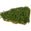 Muschi Premium naturali, stabilizati, Naimeed D6560, pentru decoratiuni hand made, biodegradabili