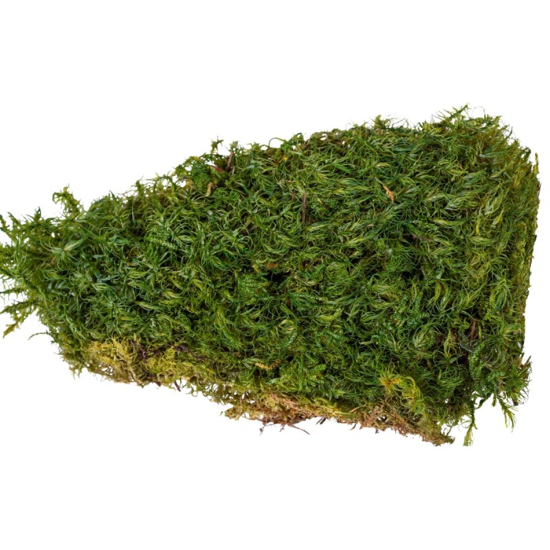 Muschi Premium naturali, stabilizati, Naimeed D6560, pentru decoratiuni hand made, biodegradabili