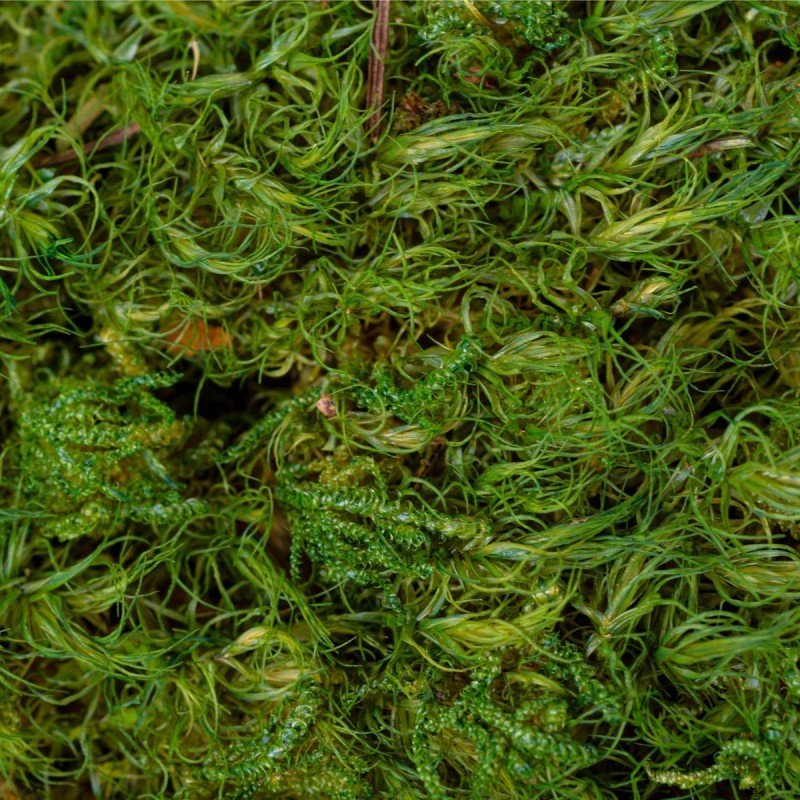 Muschi Premium naturali, stabilizati, Naimeed D6560, pentru decoratiuni hand made, biodegradabili