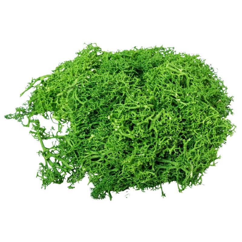 Licheni Premium naturali, stabilizati, Naimeed D6561, pentru decoratiuni hand made, biodegradabili, 500g