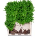 Licheni Premium naturali, stabilizati, Naimeed D6561, pentru decoratiuni hand made, biodegradabili, 500g