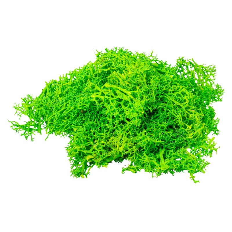 Licheni Premium naturali, stabilizati, Naimeed D6563, pentru decoratiuni hand made, biodegradabili, 500g