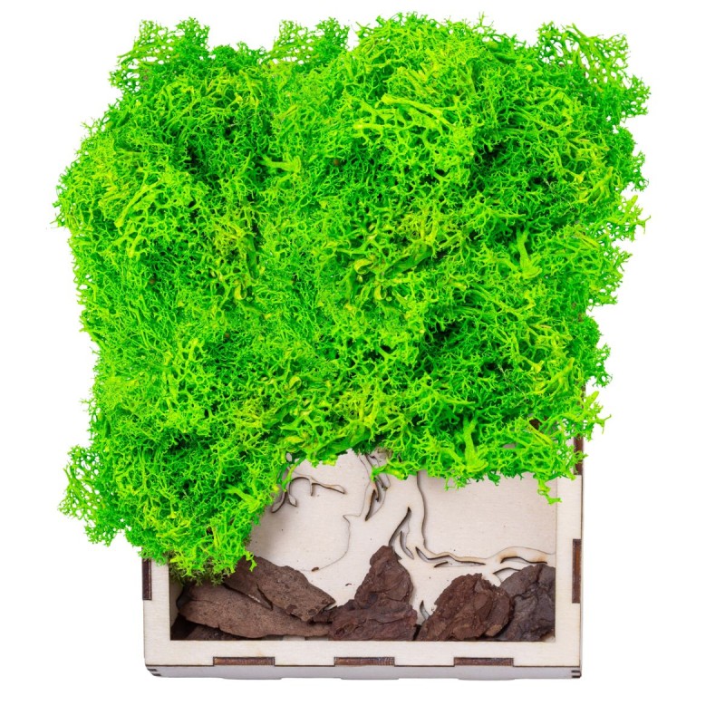 Licheni Premium naturali, stabilizati, Naimeed D6563, pentru decoratiuni hand made, biodegradabili, 500g