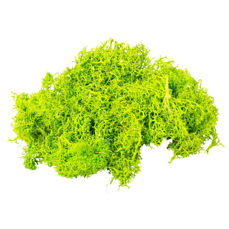 Licheni Premium naturali, stabilizati, Naimeed D6564, pentru decoratiuni hand made, biodegradabili, 500g