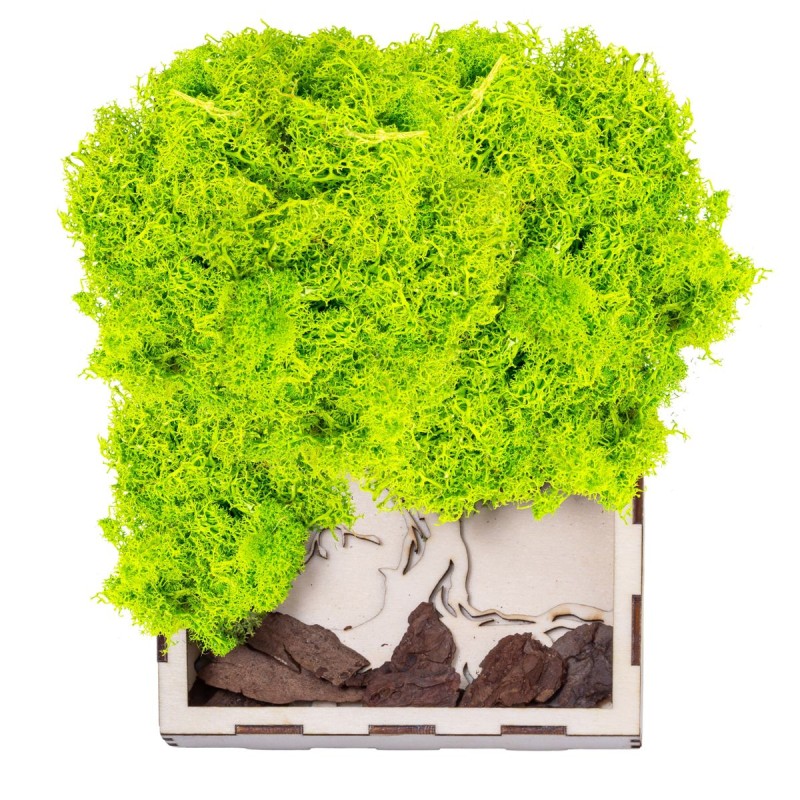 Licheni Premium naturali, stabilizati, Naimeed D6564, pentru decoratiuni hand made, biodegradabili, 500g