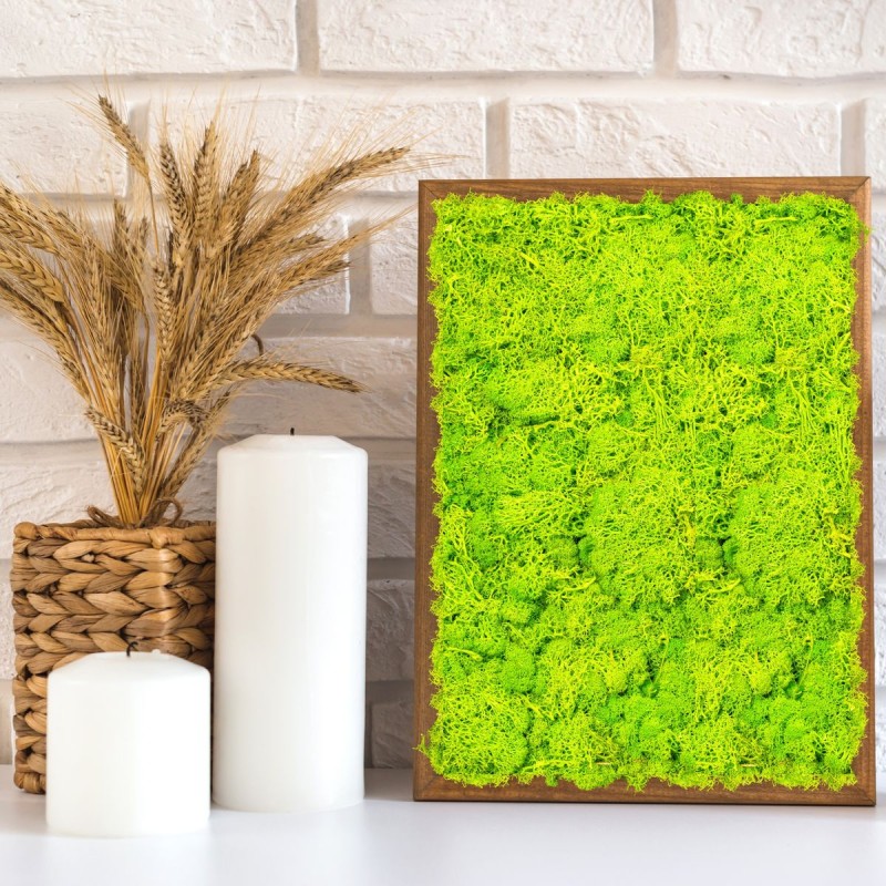 Licheni Premium naturali, stabilizati, Naimeed D6564, pentru decoratiuni hand made, biodegradabili, 500g