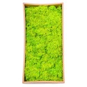 Licheni Premium naturali, stabilizati, Naimeed D6564, pentru decoratiuni hand made, biodegradabili, 500g Licheni Premium naturali, stabilizati, Naimeed D6564, pentru decoratiuni hand made, biodegradabili, 500g