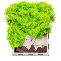Licheni Premium naturali, stabilizati, Naimeed D6565, pentru decoratiuni hand made, biodegradabili, 500g