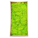 Licheni Premium naturali, stabilizati, Naimeed D6565, pentru decoratiuni hand made, biodegradabili, 500g Licheni Premium naturali, stabilizati, Naimeed D6565, pentru decoratiuni hand made, biodegradabili, 500g