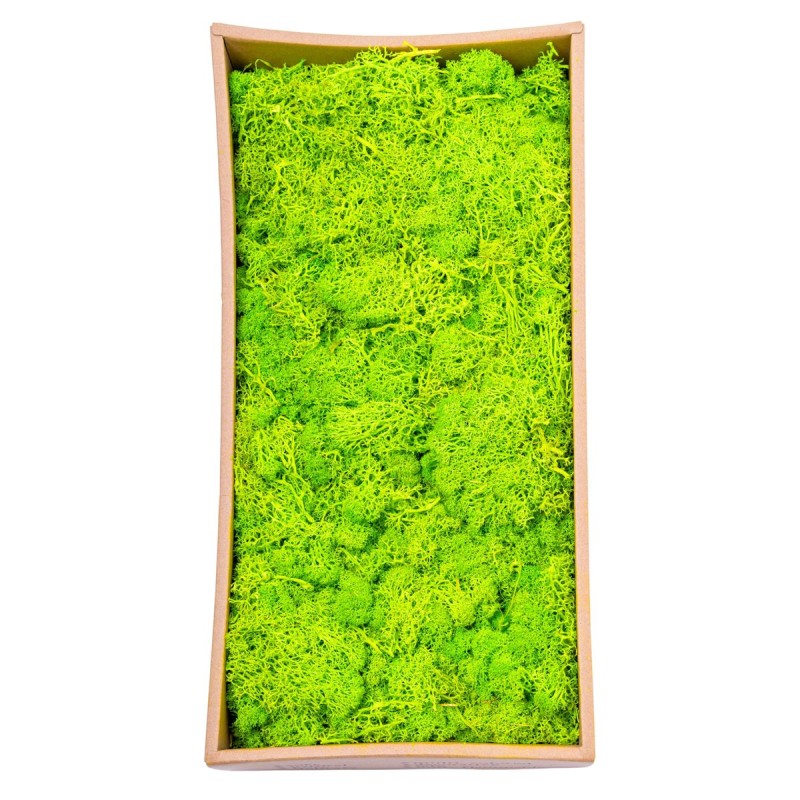 Licheni Premium naturali, stabilizati, Naimeed D6565, pentru decoratiuni hand made, biodegradabili, 500g Licheni Premium naturali, stabilizati, Naimeed D6565, pentru decoratiuni hand made, biodegradabili, 500g