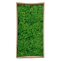 Licheni Premium naturali, stabilizati, Naimeed D6566, pentru decoratiuni hand made, biodegradabili, 500g Licheni Premium naturali, stabilizati, Naimeed D6566, pentru decoratiuni hand made, biodegradabili, 500g