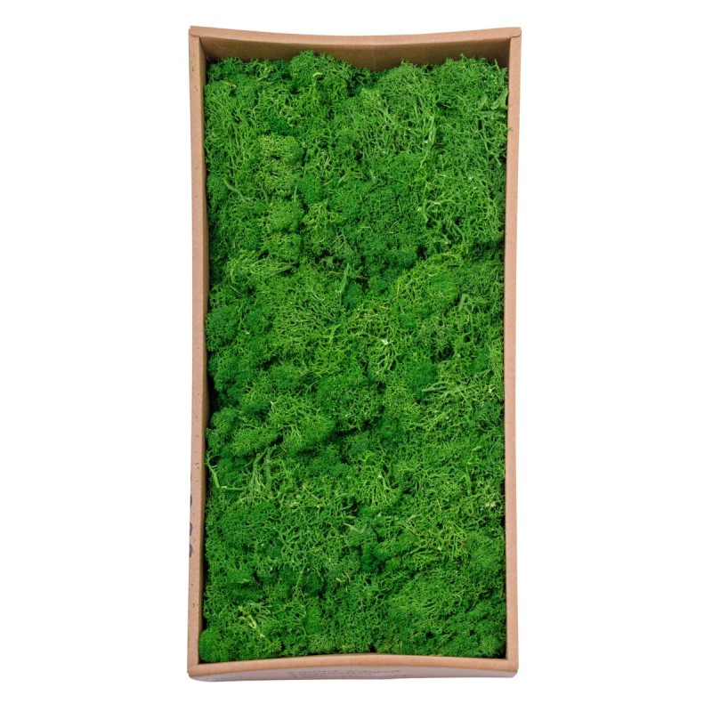 Licheni Premium naturali, stabilizati, Naimeed D6566, pentru decoratiuni hand made, biodegradabili, 500g Licheni Premium naturali, stabilizati, Naimeed D6566, pentru decoratiuni hand made, biodegradabili, 500g