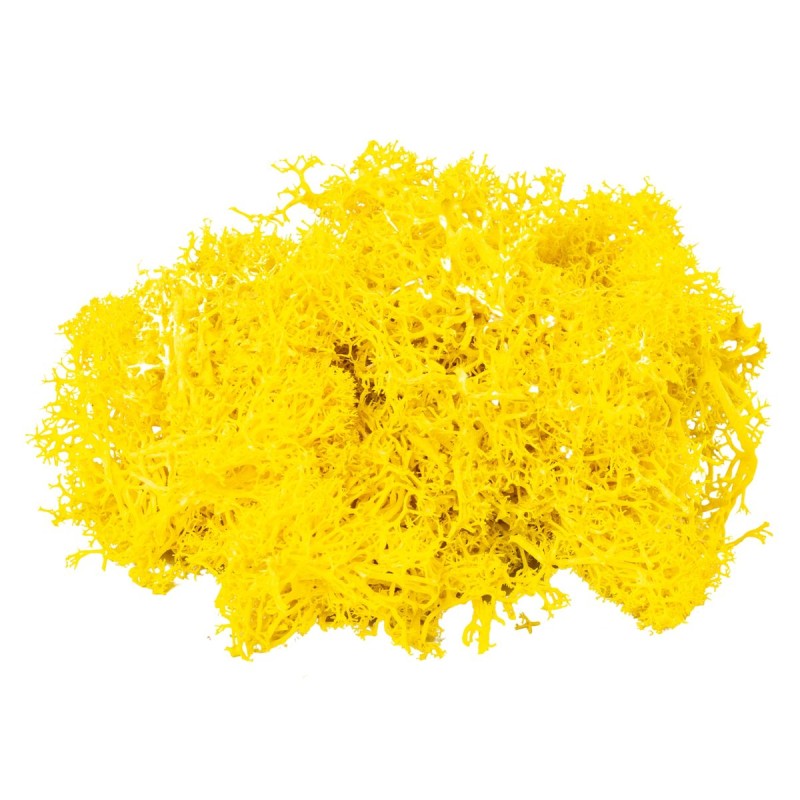 Licheni Premium naturali, stabilizati, Naimeed D6567, pentru decoratiuni hand made, biodegradabili, 500g