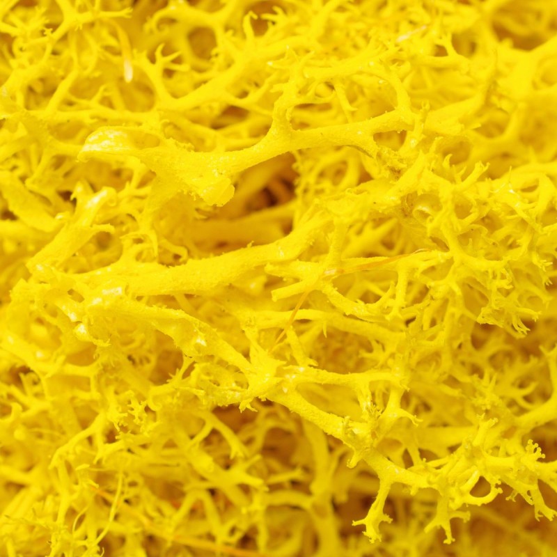 Licheni Premium naturali, stabilizati, Naimeed D6567, pentru decoratiuni hand made, biodegradabili, 500g