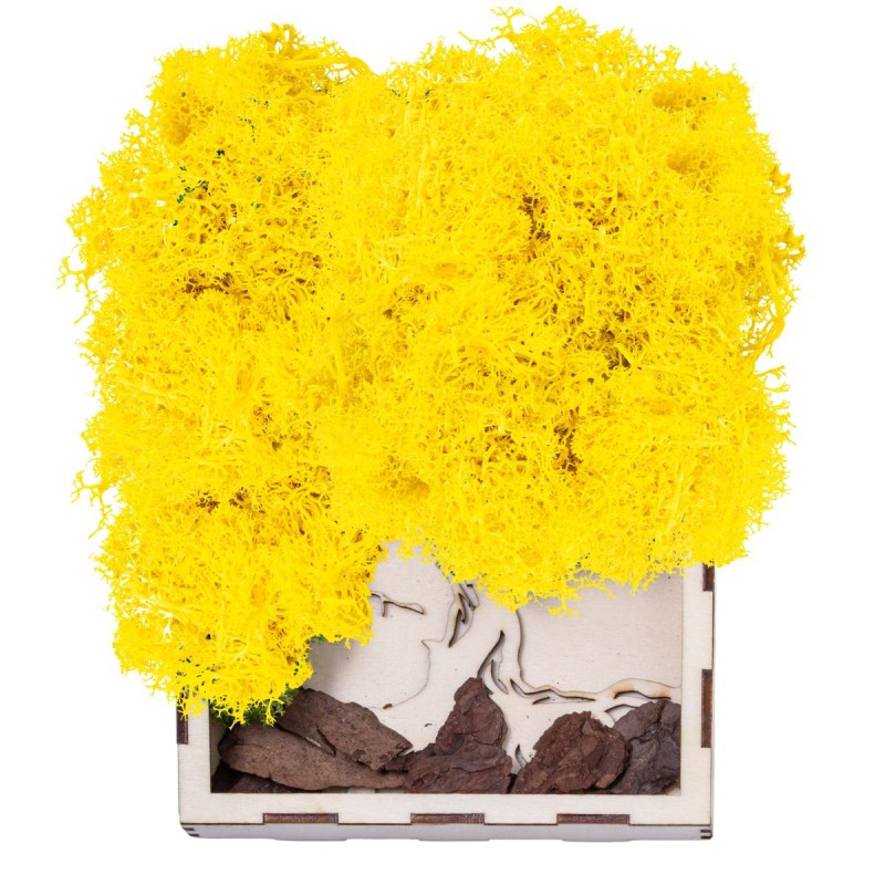 Licheni Premium naturali, stabilizati, Naimeed D6567, pentru decoratiuni hand made, biodegradabili, 500g