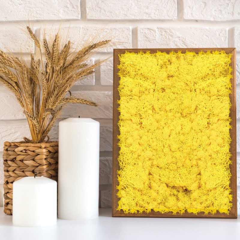 Licheni Premium naturali, stabilizati, Naimeed D6567, pentru decoratiuni hand made, biodegradabili, 500g