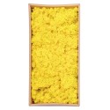 Licheni Premium naturali, stabilizati, Naimeed D6567, pentru decoratiuni hand made, biodegradabili, 500g Licheni Premium naturali, stabilizati, Naimeed D6567, pentru decoratiuni hand made, biodegradabili, 500g