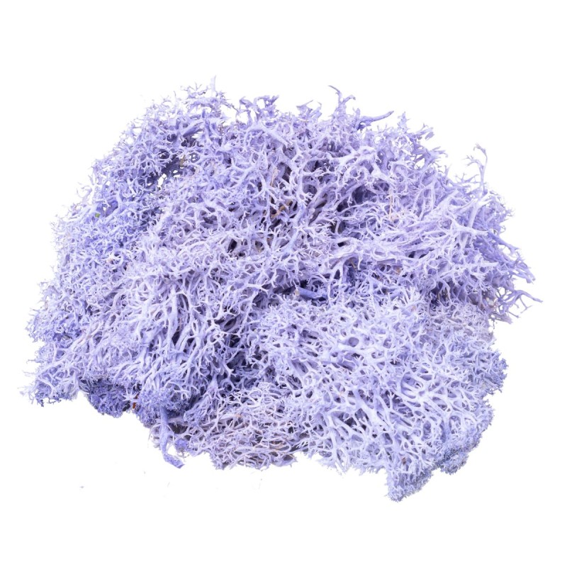 Licheni Premium naturali, stabilizati, Naimeed D6568, pentru decoratiuni hand made, biodegradabili, 500g