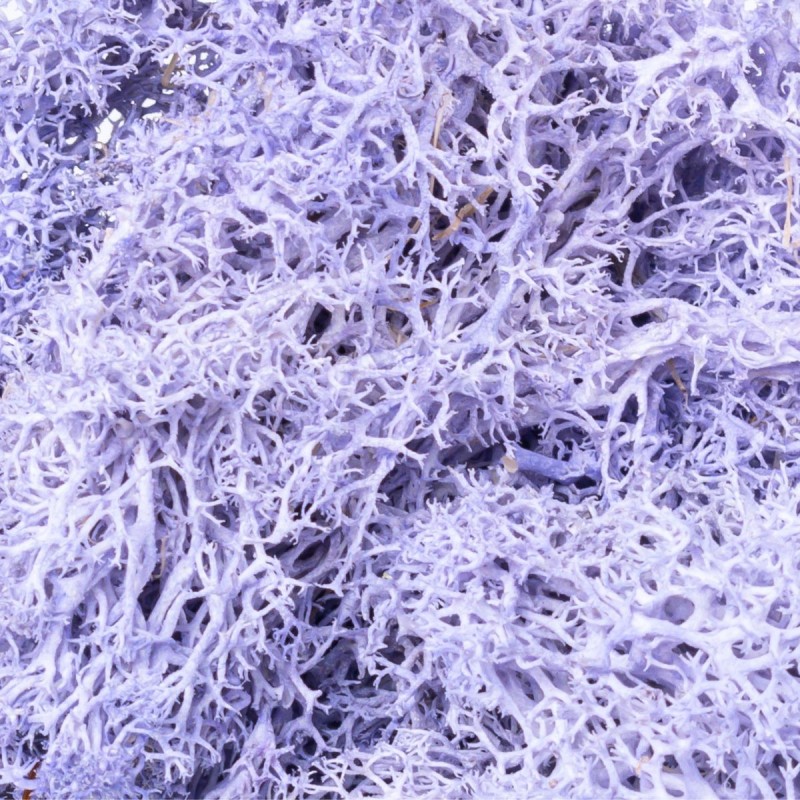 Licheni Premium naturali, stabilizati, Naimeed D6568, pentru decoratiuni hand made, biodegradabili, 500g