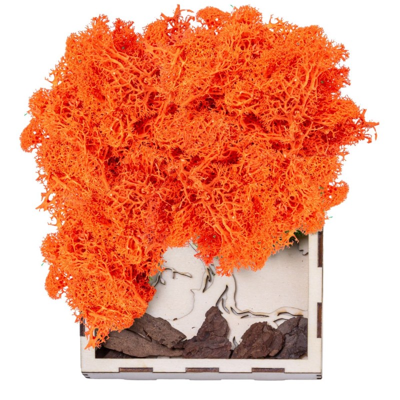 Licheni Premium naturali, stabilizati, Naimeed D6569, pentru decoratiuni hand made, biodegradabili, 500g