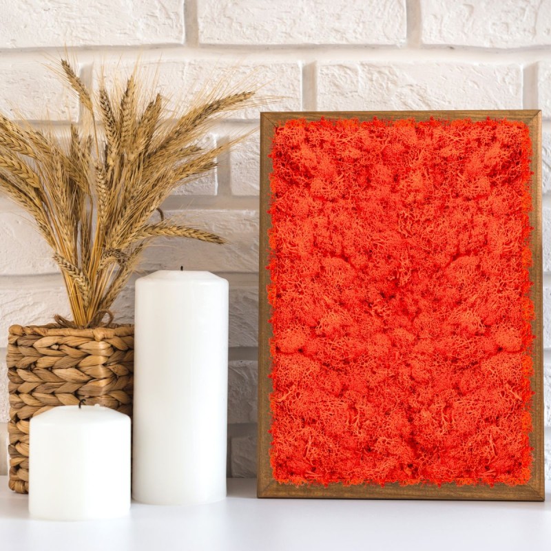 Licheni Premium naturali, stabilizati, Naimeed D6569, pentru decoratiuni hand made, biodegradabili, 500g