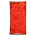 Licheni Premium naturali, stabilizati, Naimeed D6569, pentru decoratiuni hand made, biodegradabili, 500g Licheni Premium naturali, stabilizati, Naimeed D6569, pentru decoratiuni hand made, biodegradabili, 500g