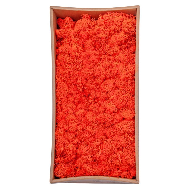 Licheni Premium naturali, stabilizati, Naimeed D6569, pentru decoratiuni hand made, biodegradabili, 500g Licheni Premium naturali, stabilizati, Naimeed D6569, pentru decoratiuni hand made, biodegradabili, 500g