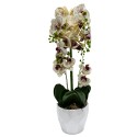 Orhidee cu aspect natural in ghiveci ceramic, 70 cm, Naimeed D4842, Crem