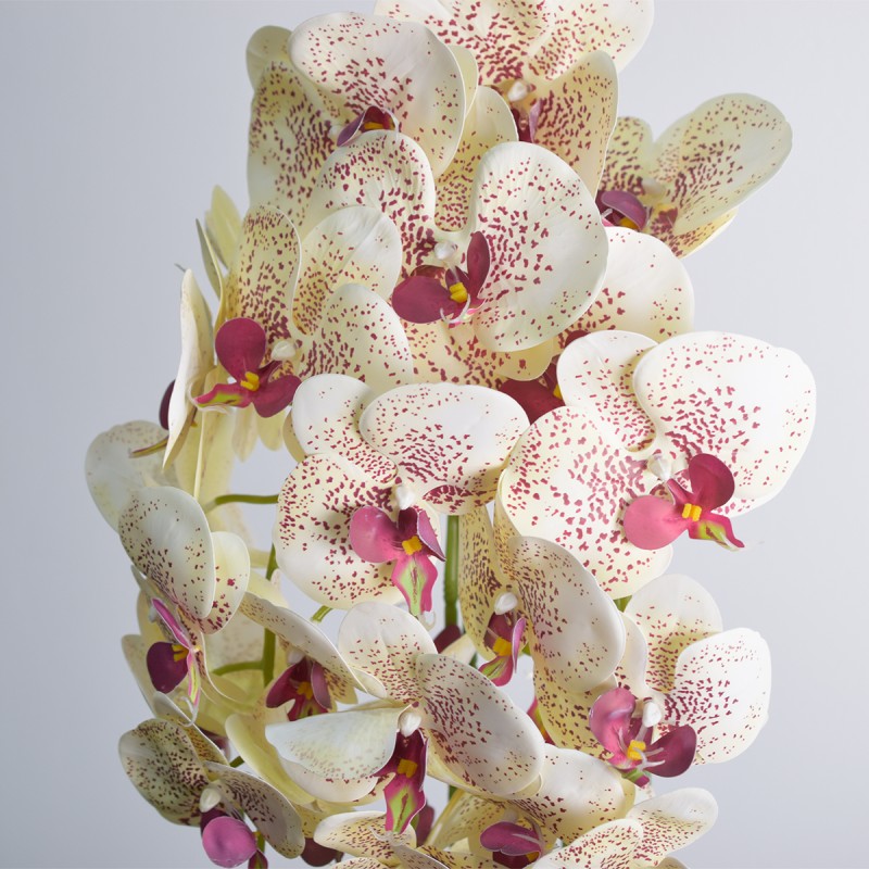 Orhidee cu aspect natural in ghiveci ceramic, 70 cm, Naimeed D4843, Crem
